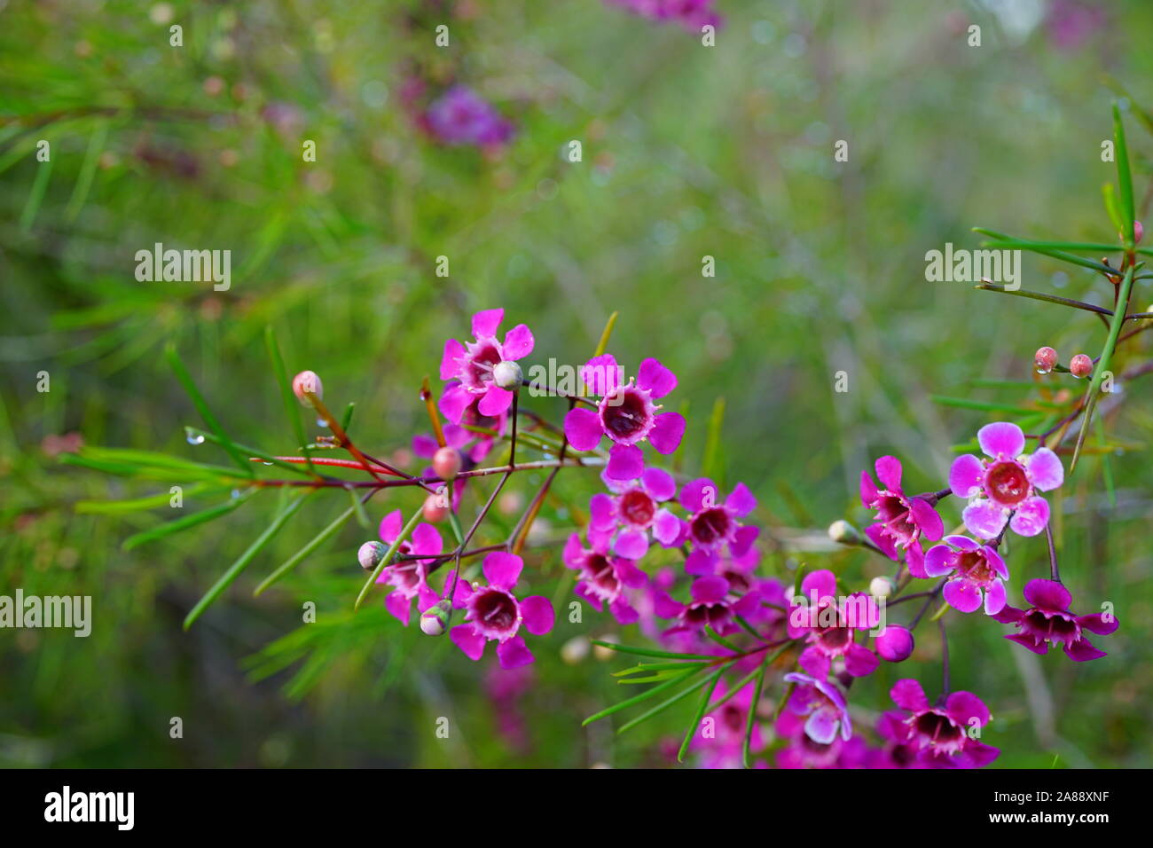 Chamelaucium waxflowers (rose) poussant sur un arbuste Banque D'Images