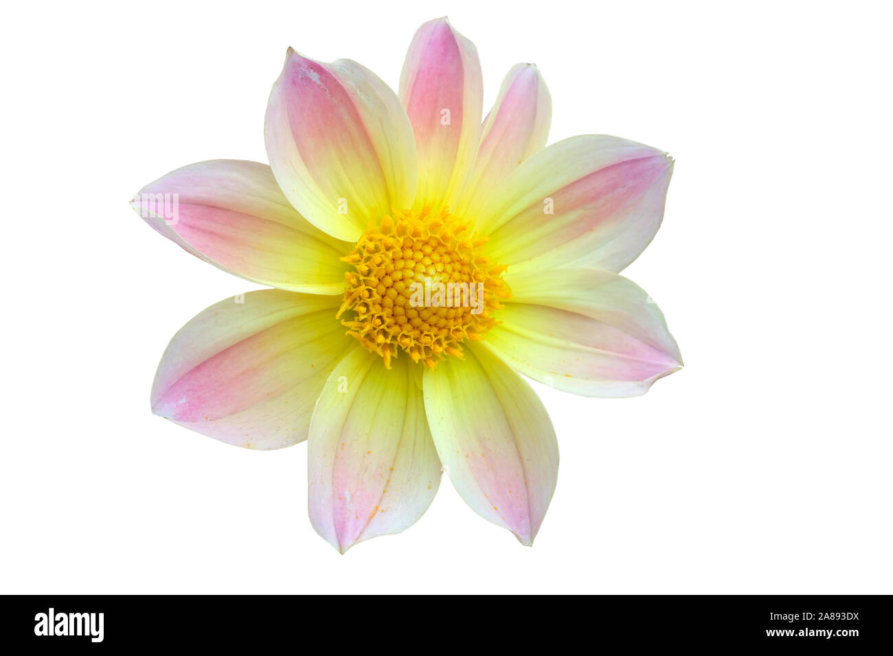 Dahlia capitules. Jaune avec dahlia rose et lilas. Des fleurs sur un fond blanc pour la conception. Banque D'Images