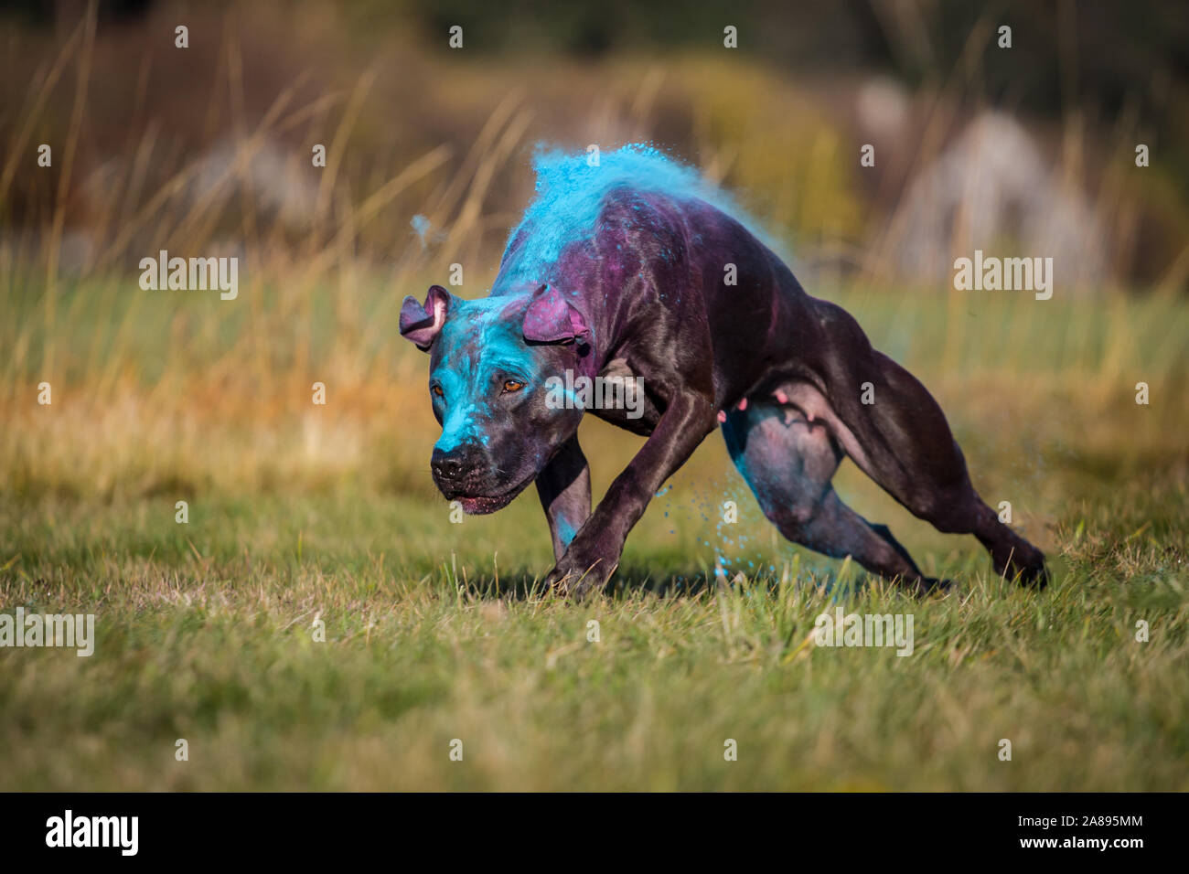 Black Bull-Terrier Américain de mine d'exécution, colorés avec de la poudre de holi Banque D'Images