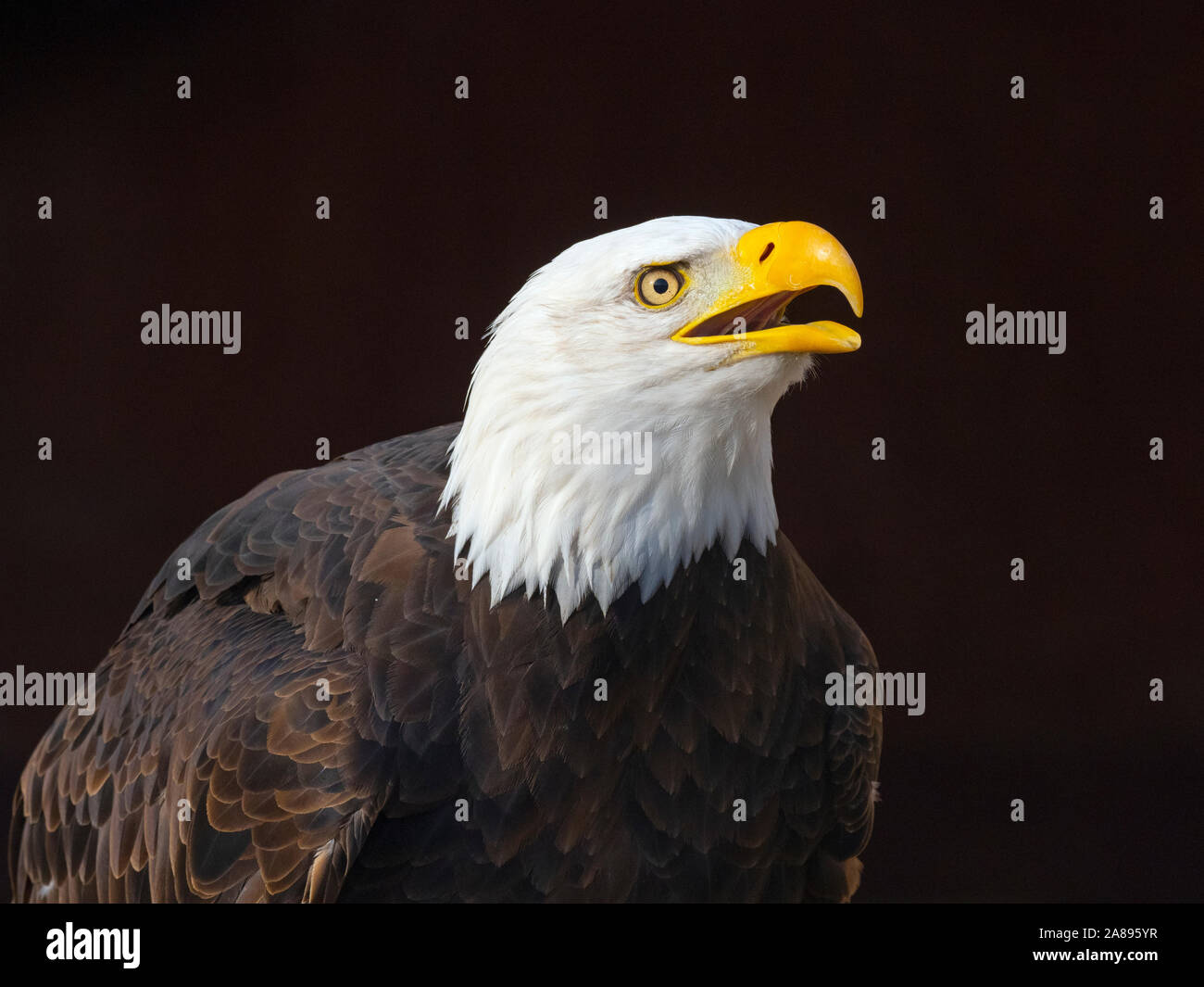 Aigle à tête blanche mâle Haliaeetus leucocephalus symbole national des États-Unis Banque D'Images