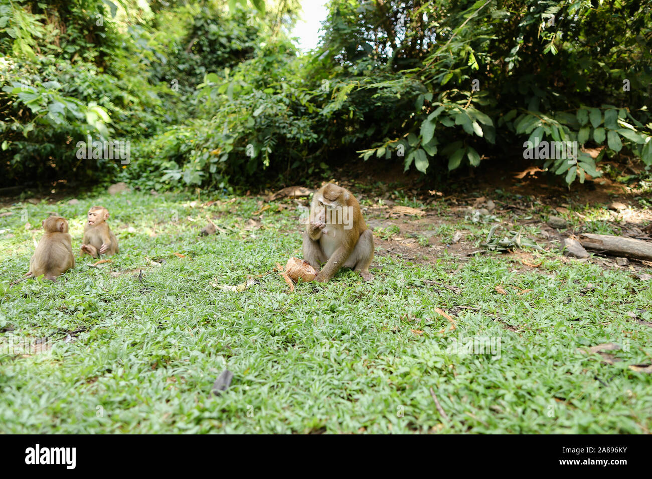 Petits singes assis sur l'herbe et manger la noix de coco. Banque D'Images