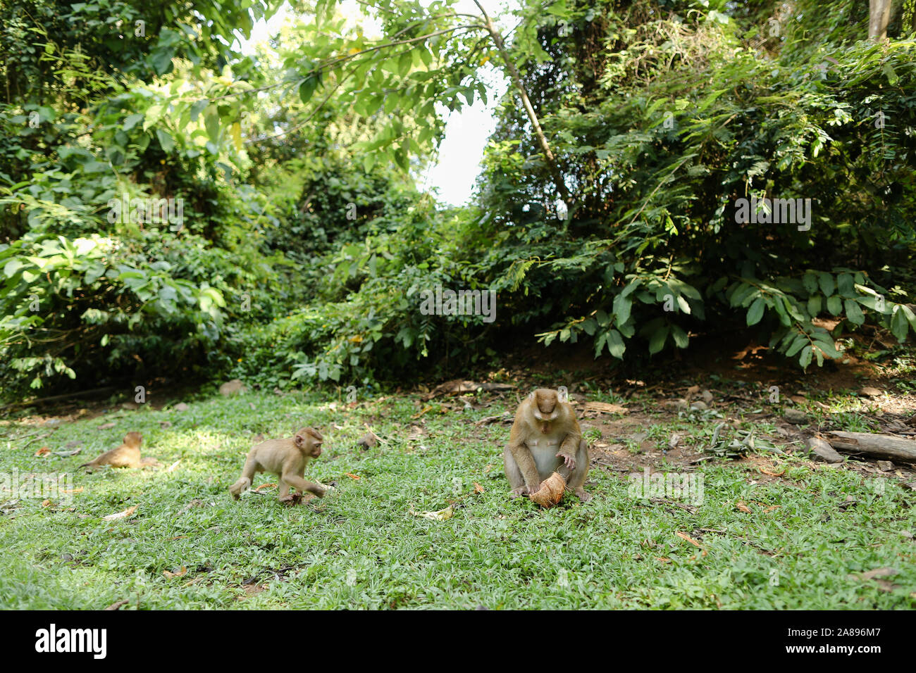Des petits singes sauvages assis sur l'herbe et manger la noix de coco. Banque D'Images