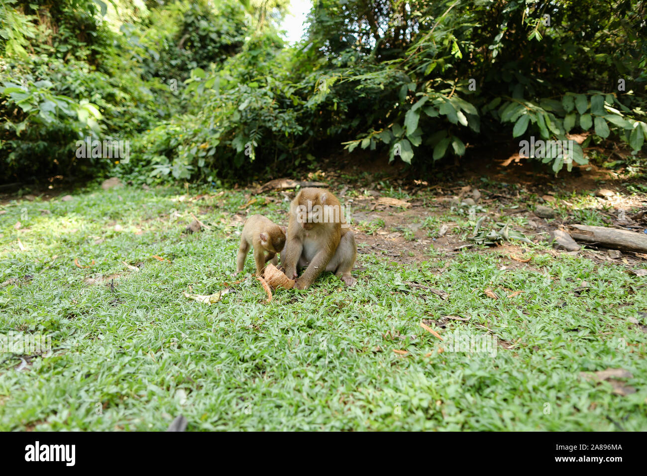 Singe mignon mère avec enfants de coco manger sur l'herbe. Banque D'Images