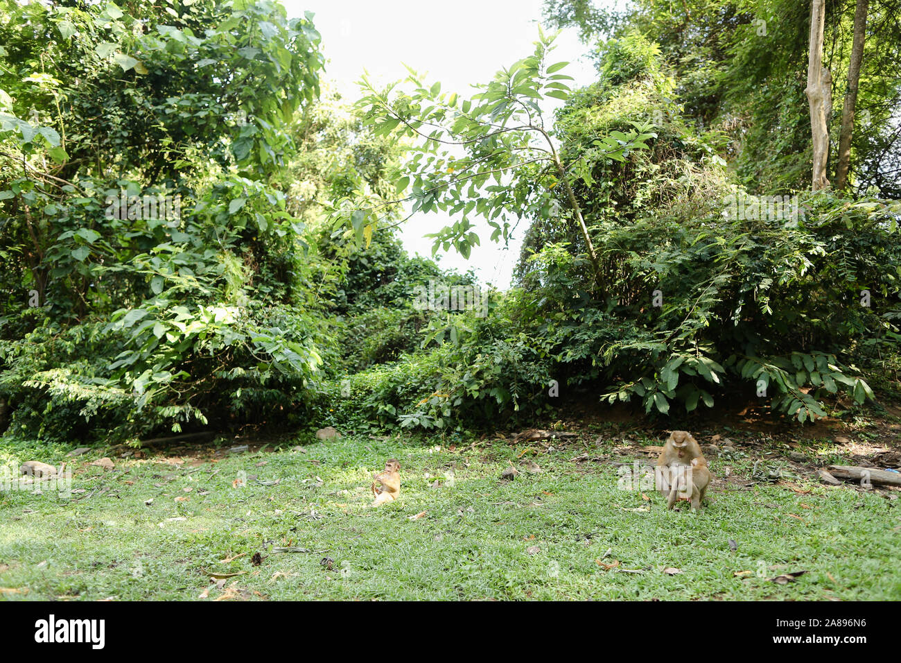 Les singes sauvages assis sur l'herbe et manger la noix de coco. Banque D'Images