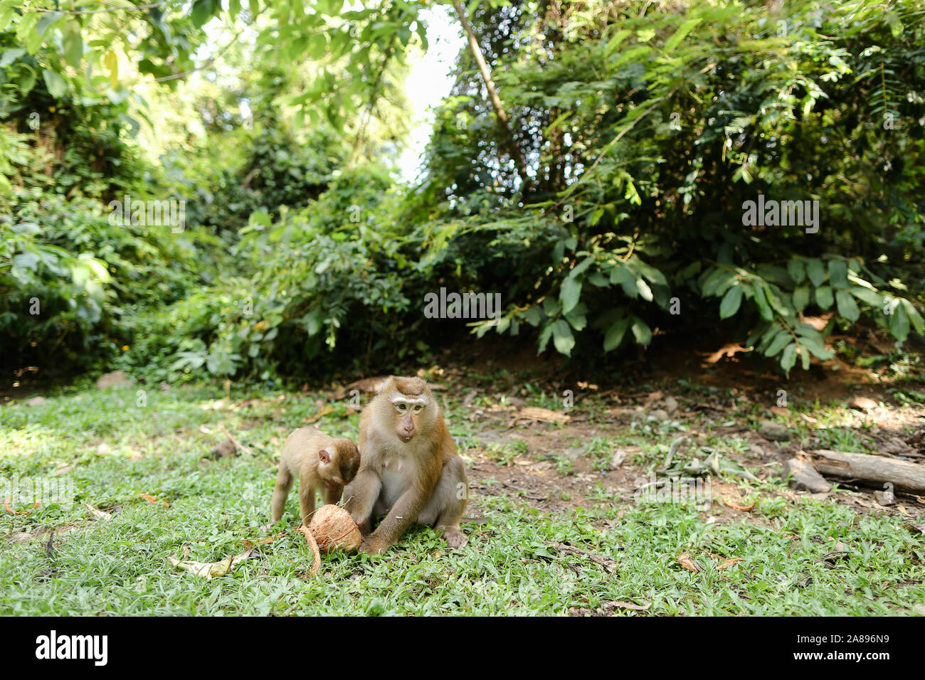 Petite mère monkey eating coconut avec les enfants sur l'herbe. Banque D'Images