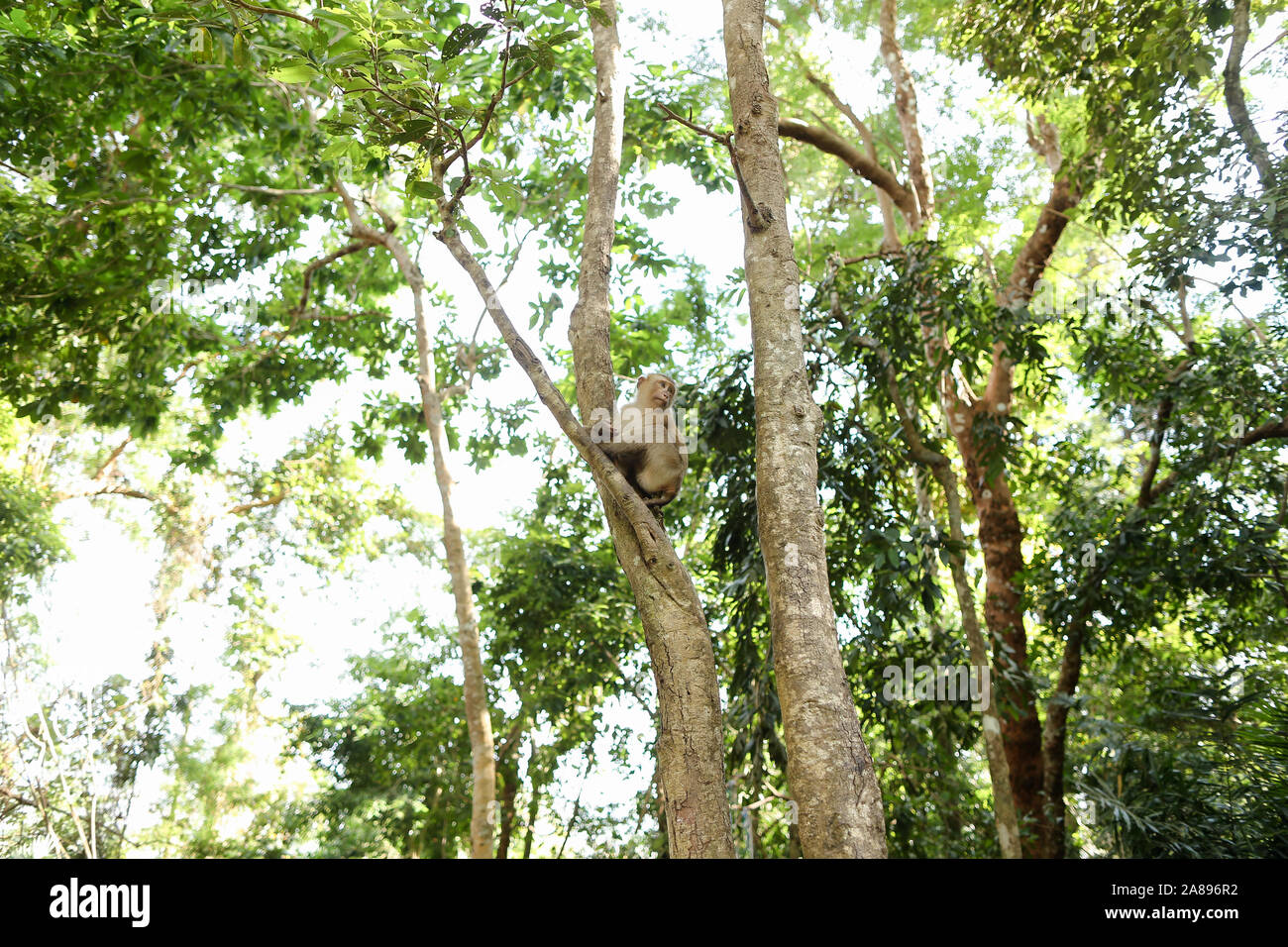 Macaco sitting on tree en zone protégée en Thaïlande. Banque D'Images