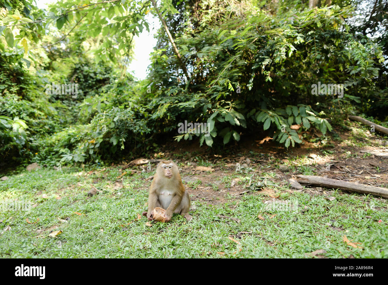 Petit Singe assis sur l'herbe et manger la noix de coco. Banque D'Images