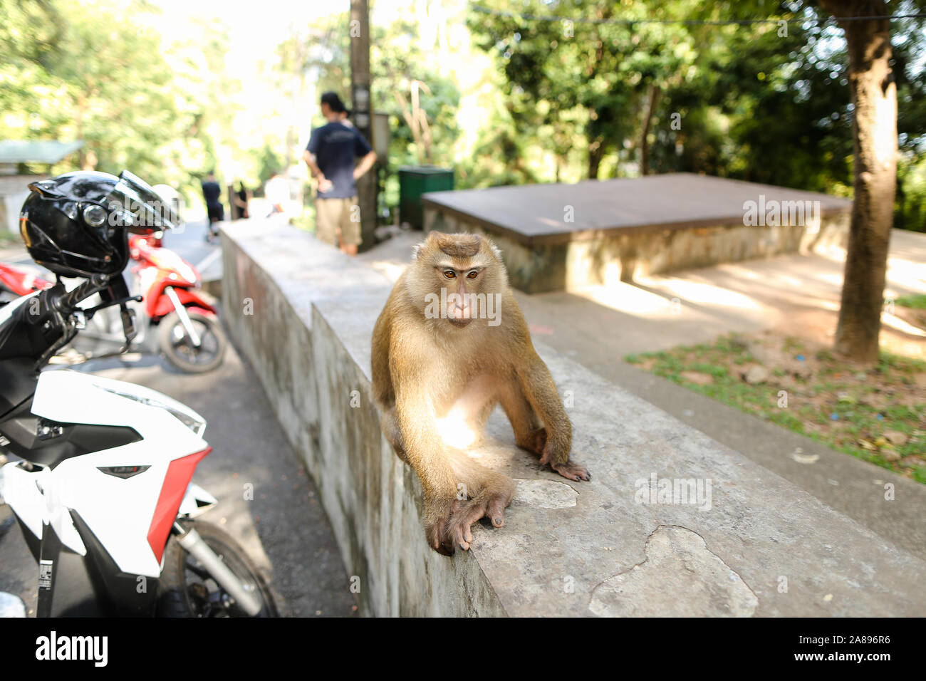 Petit Singe assis sur la moto en Thaïlande. Banque D'Images