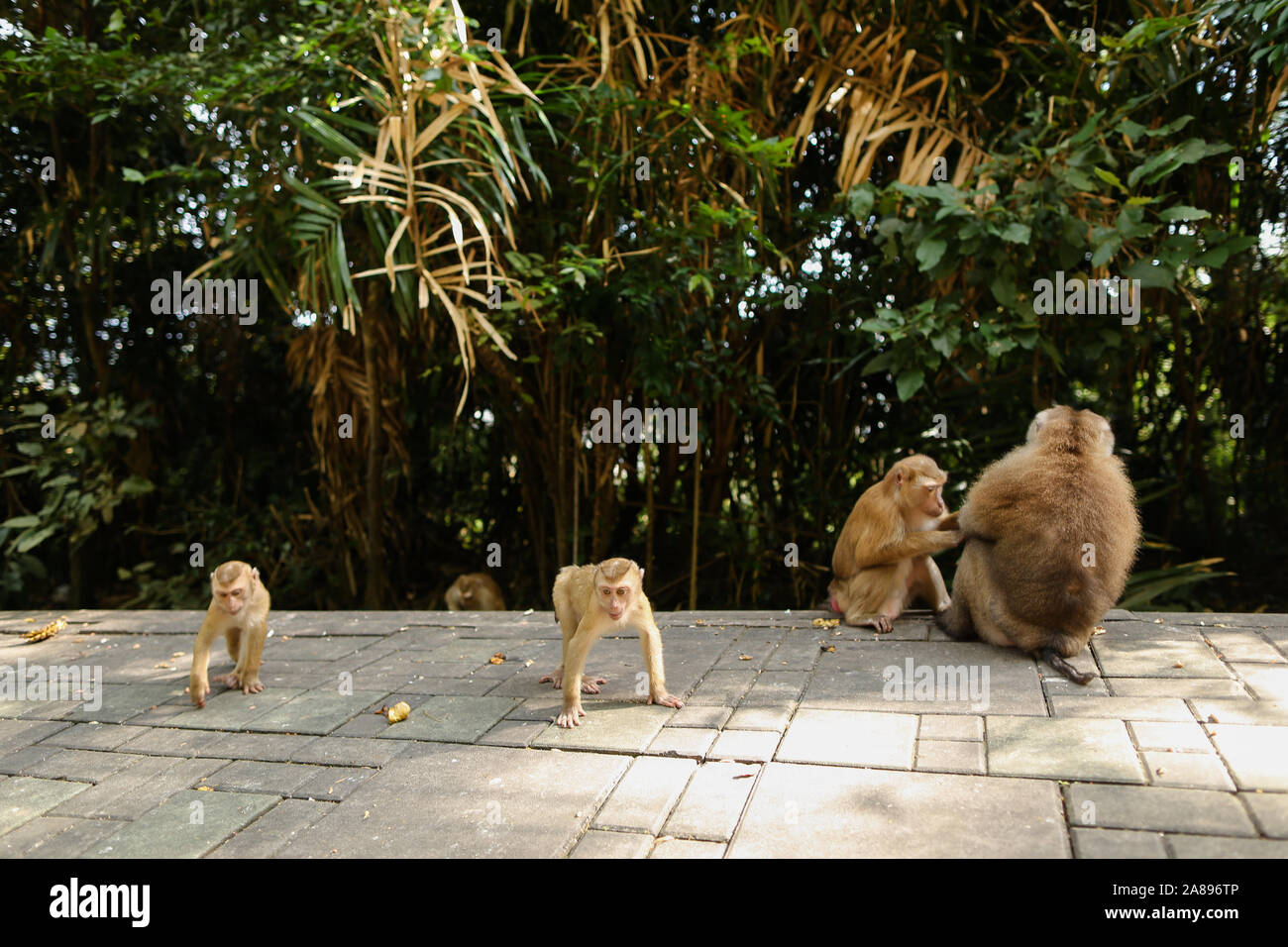 De nombreux singes assis dans un parc à la Thaïlande. Banque D'Images