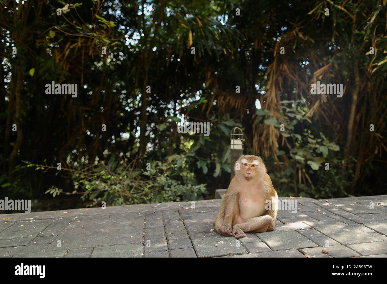 Peu macaco assis dans un parc, arbres en arrière-plan. Banque D'Images