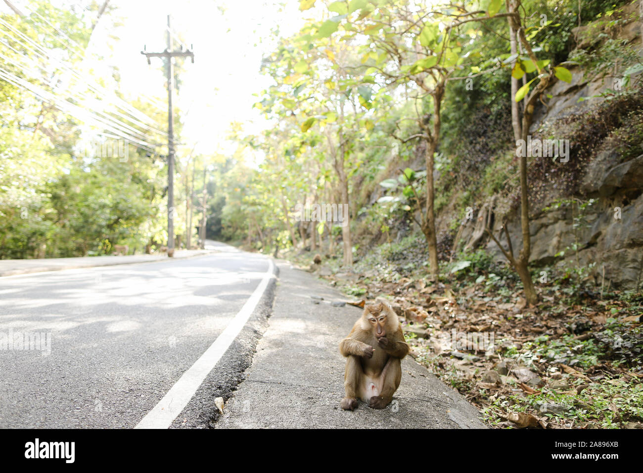 Singe Nice assis sur route en Thaïlande. Banque D'Images