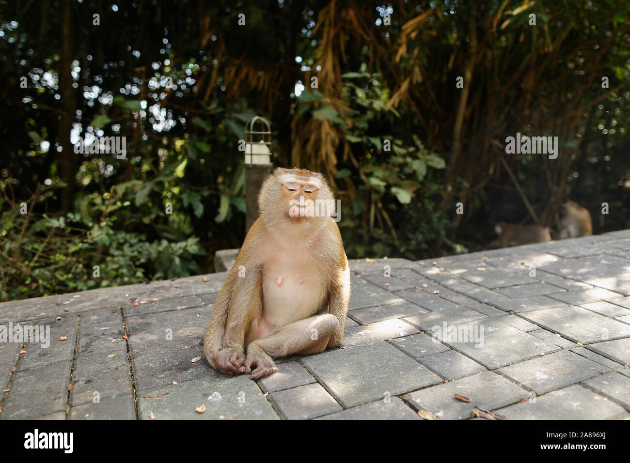 Singe mignon assis dans un parc, arbres en arrière-plan. Banque D'Images