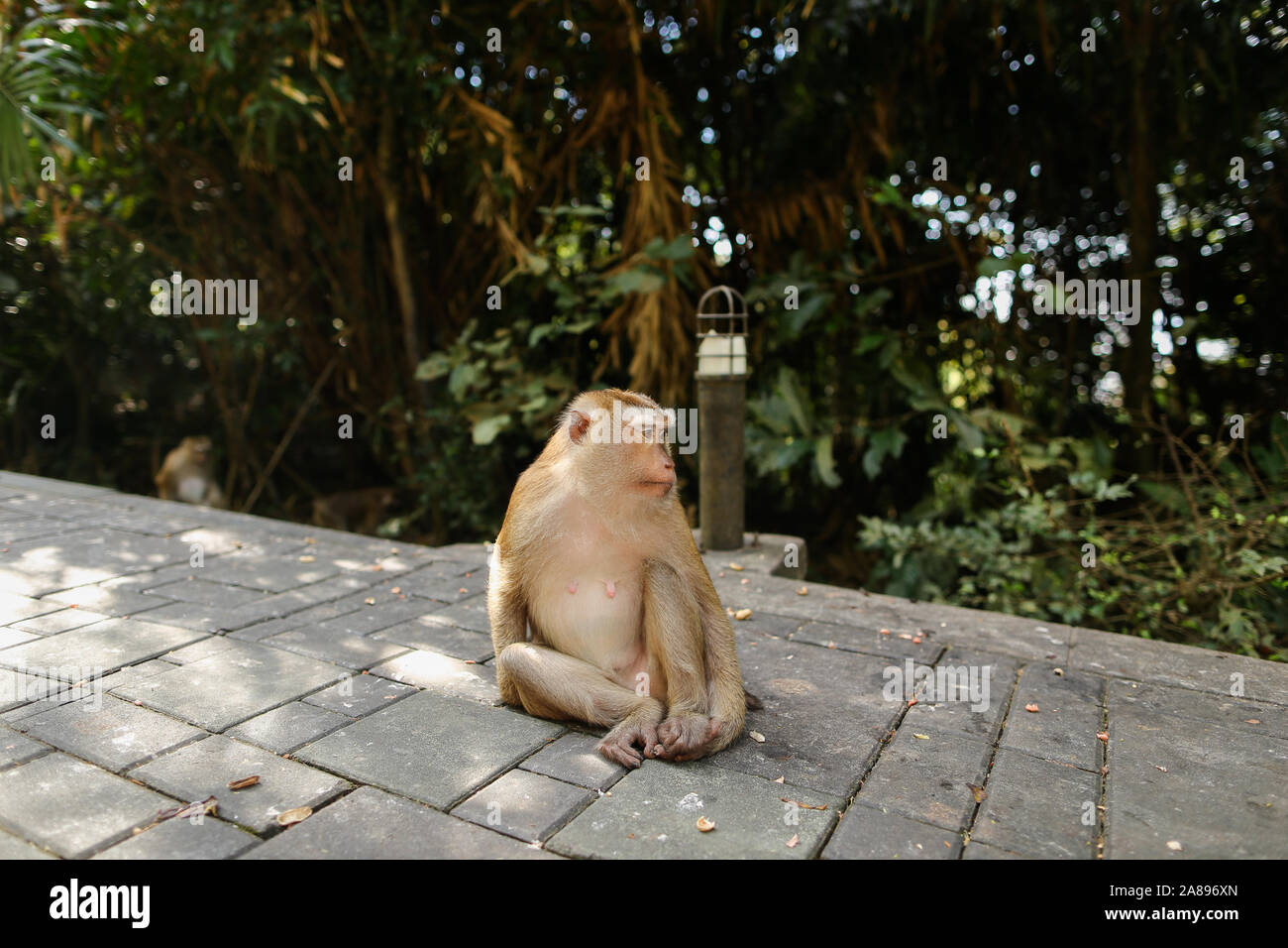 Une сute Singe assis dans un parc, arbres en arrière-plan. Banque D'Images