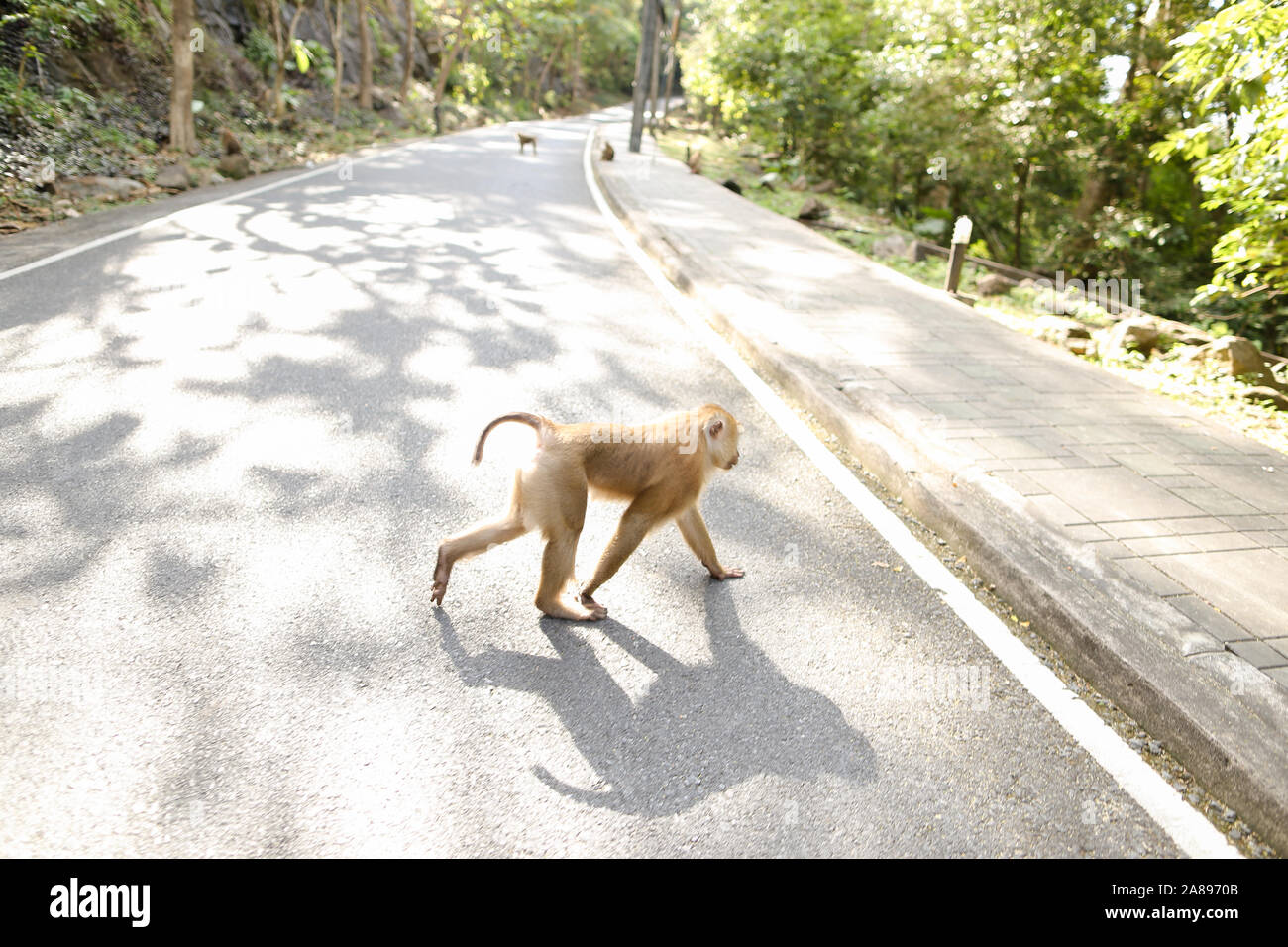 Monkey d'exécution sur route dans les rayons du soleil. Banque D'Images