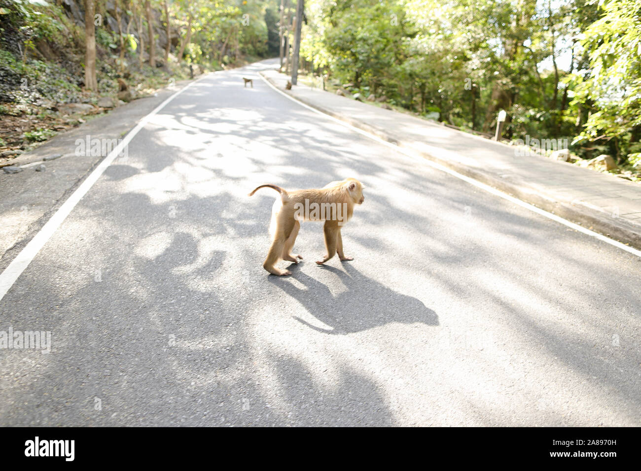 Singe mignon marche sur route dans les rayons du soleil. Banque D'Images