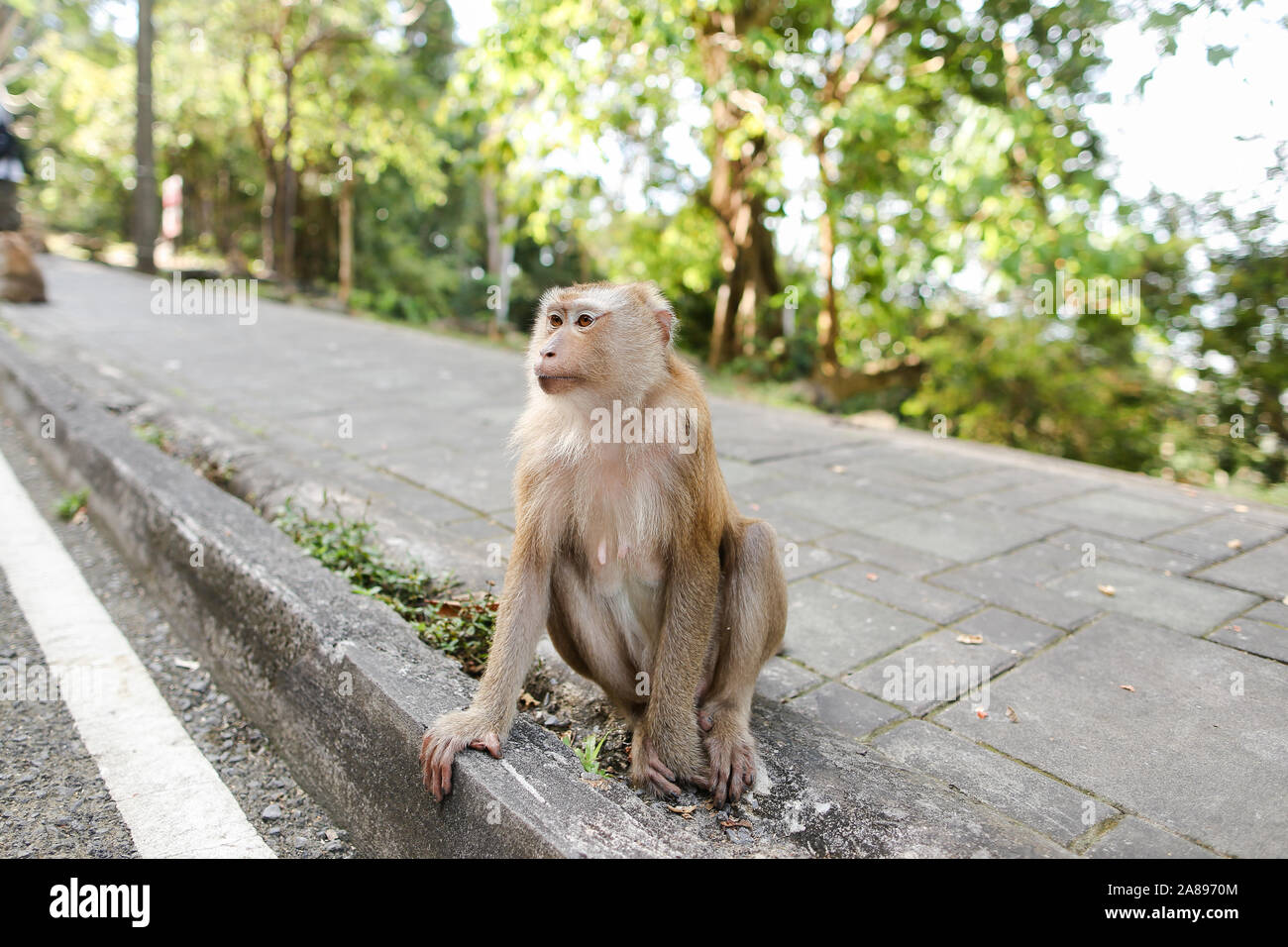 Nice Little monkey sitting on road en Inde. Banque D'Images