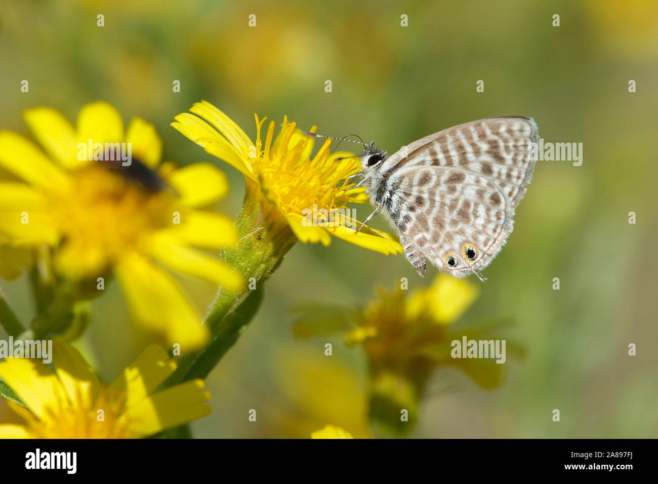Leptotes pirithous Wanderblaeuling,Kleiner,Lang bleu à queue courte Banque D'Images