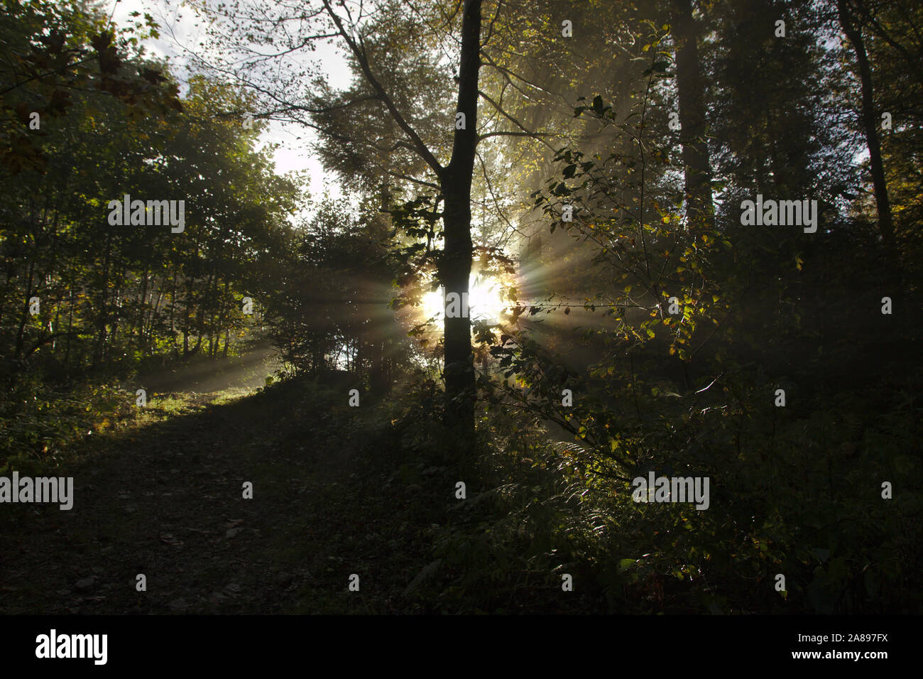 Les faisceaux lumineux en forêt, près de l'Ibacher Kreuz/Todtmoos, automne, Forêt Noire, Allemagne Banque D'Images