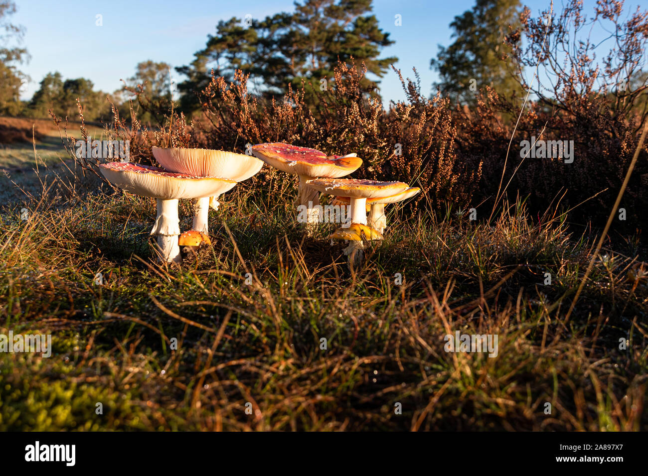 Kleine und grosse Fliegenpilze am Wegrand Banque D'Images