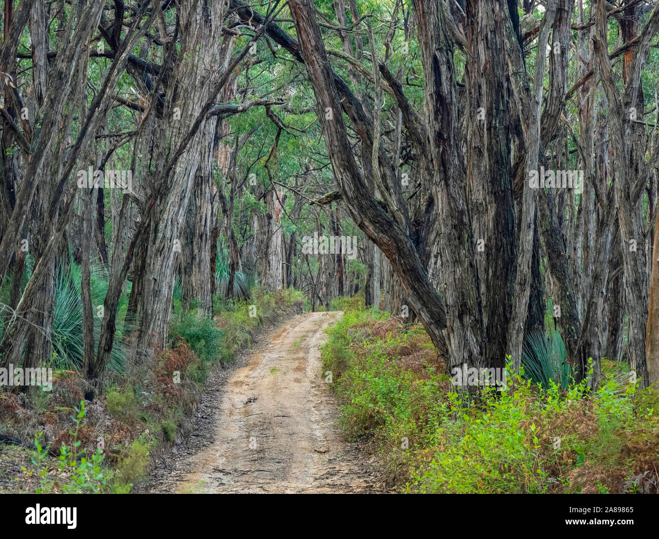 Chemin à travers la forêt en Australie méridionale, Australie Banque D'Images