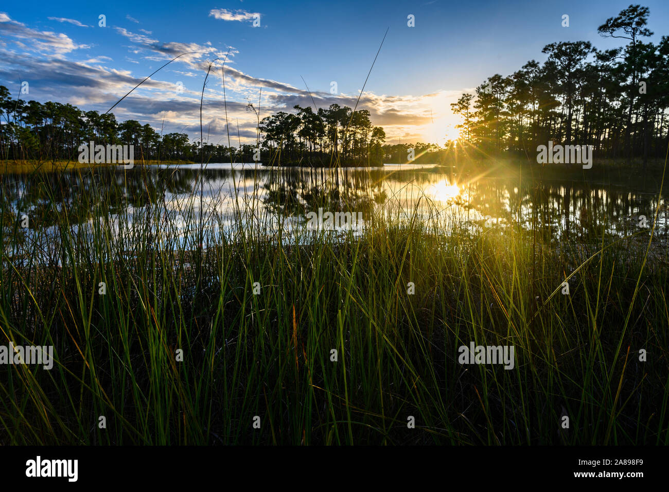 Arbres au bord de la rivière au coucher du soleil dans le parc national des Everglades, Floride, États-Unis Banque D'Images