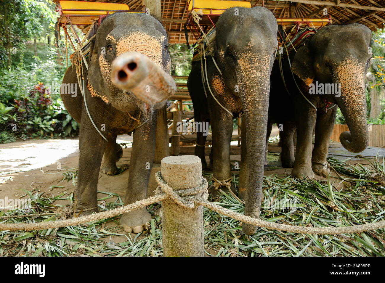 Les éléphants domestiqués permanent gris avec selles et attendent les touristes. Banque D'Images