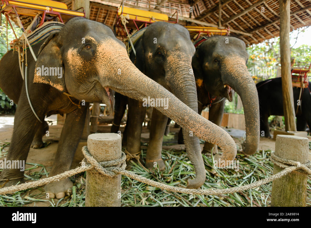 Les éléphants apprivoisés avec selles jaunes et permanent attendent les touristes. Banque D'Images