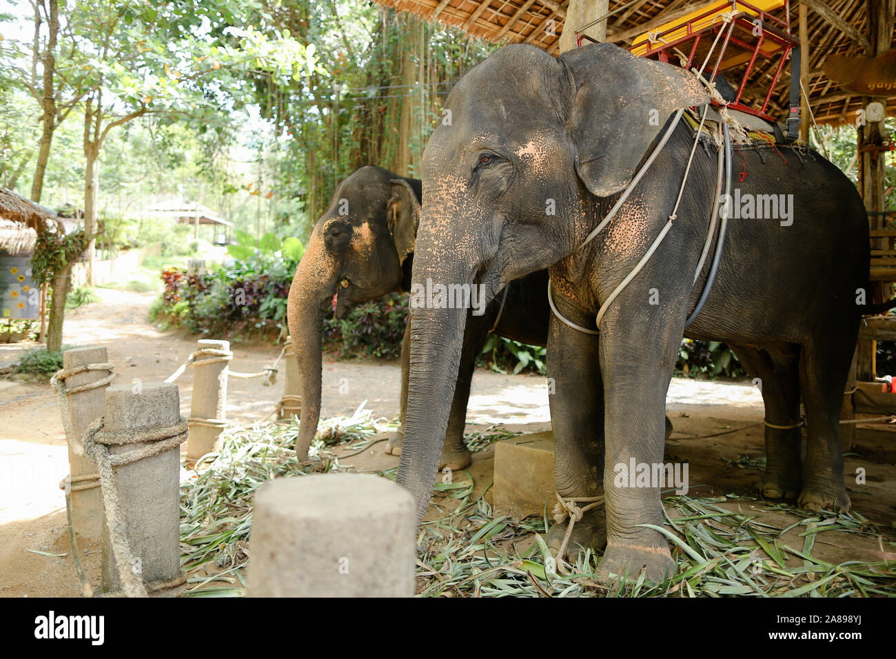 Les éléphants gris apprivoisé avec selles jaunes et permanent attendent les touristes. Banque D'Images