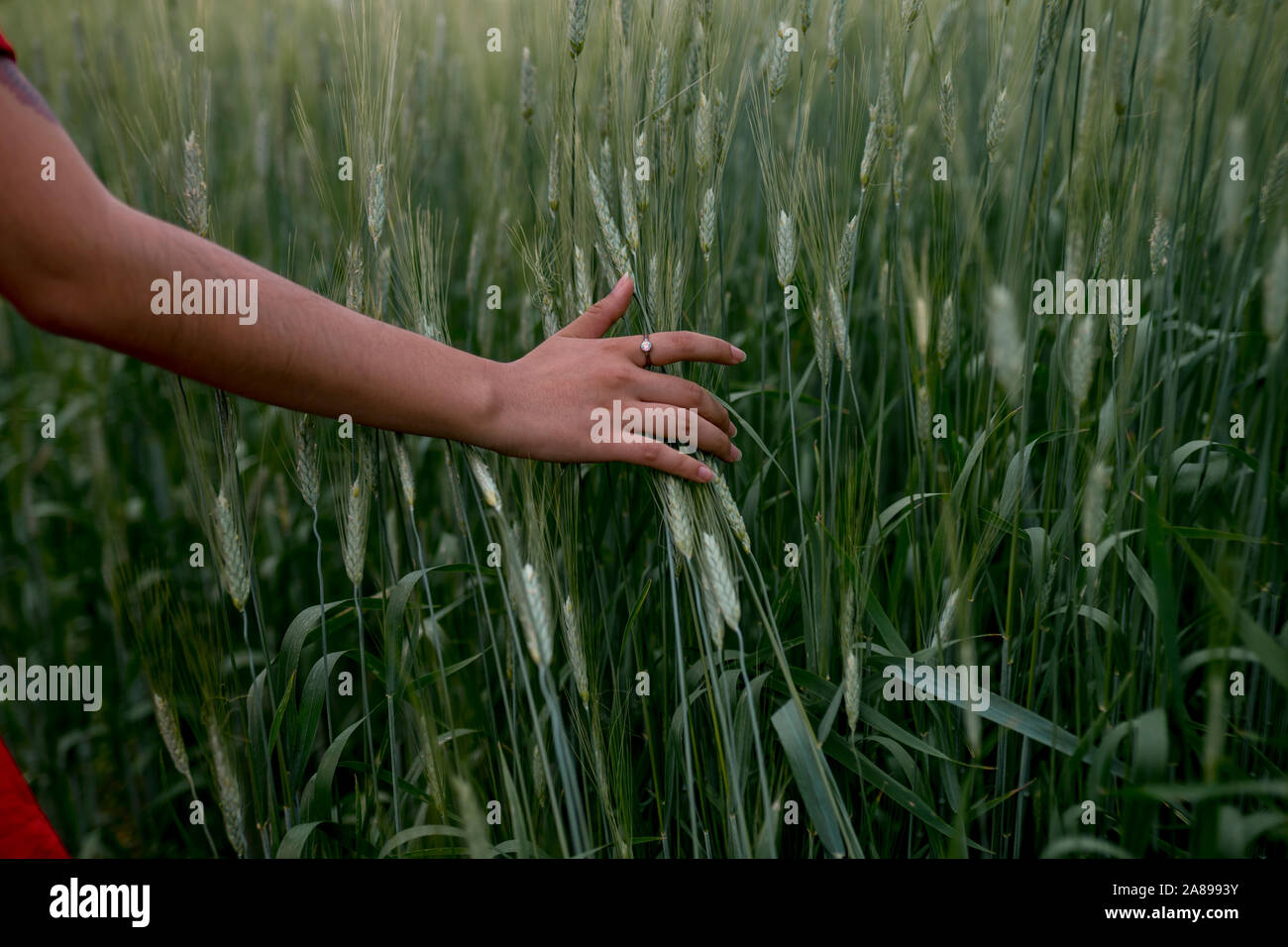 Main de femme touchant le blé Banque D'Images