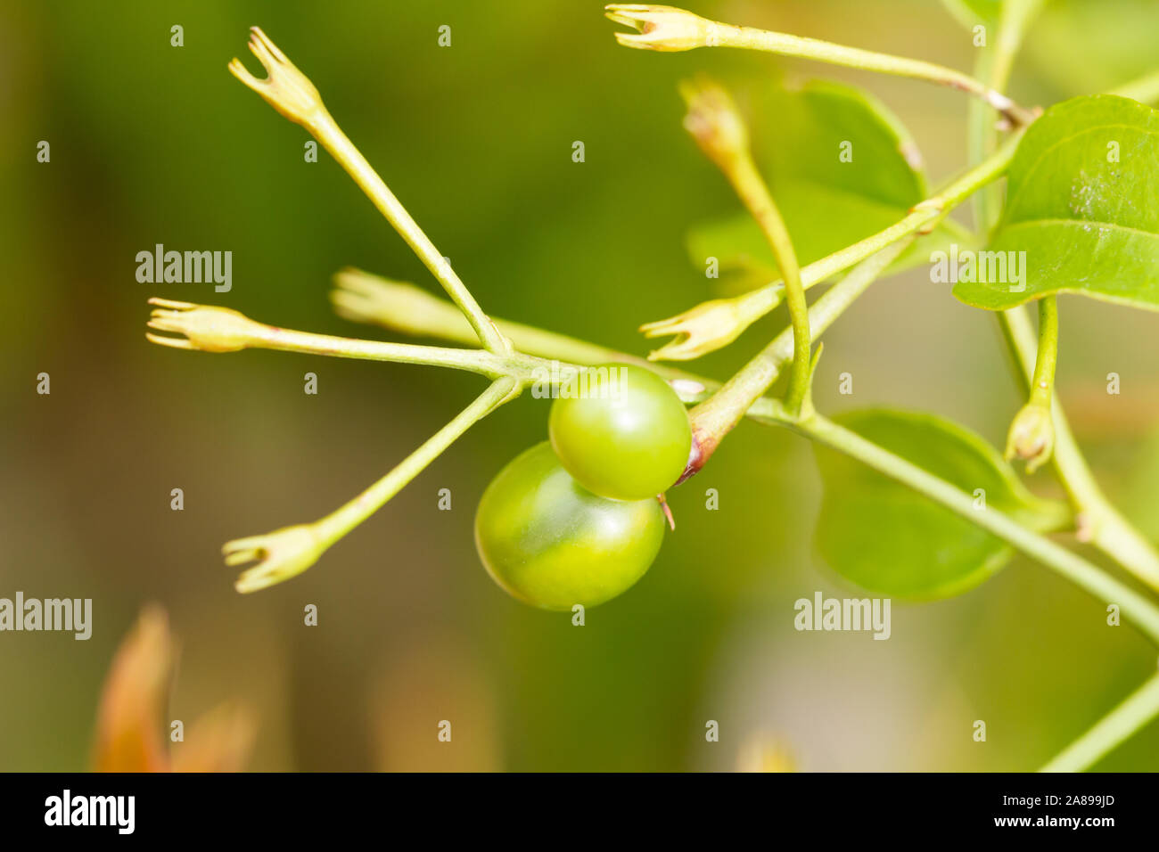 Libre de fruits pas mûrs jasmine en automne, UK. Jasminum polyanthum. Banque D'Images