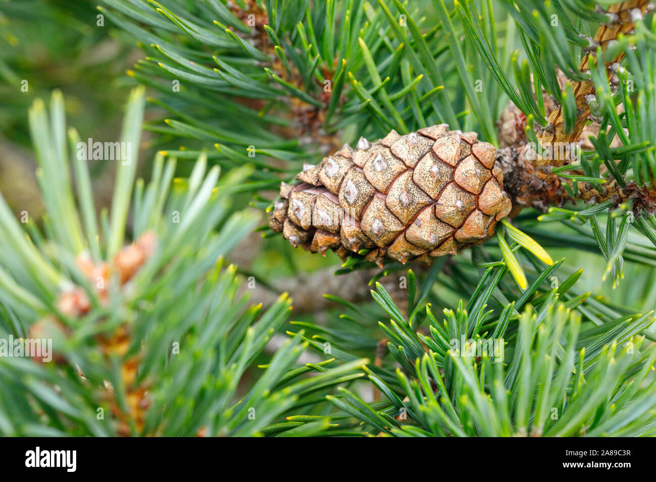 Waldkiefer Zapfen, Pinus sylvestris Banque D'Images