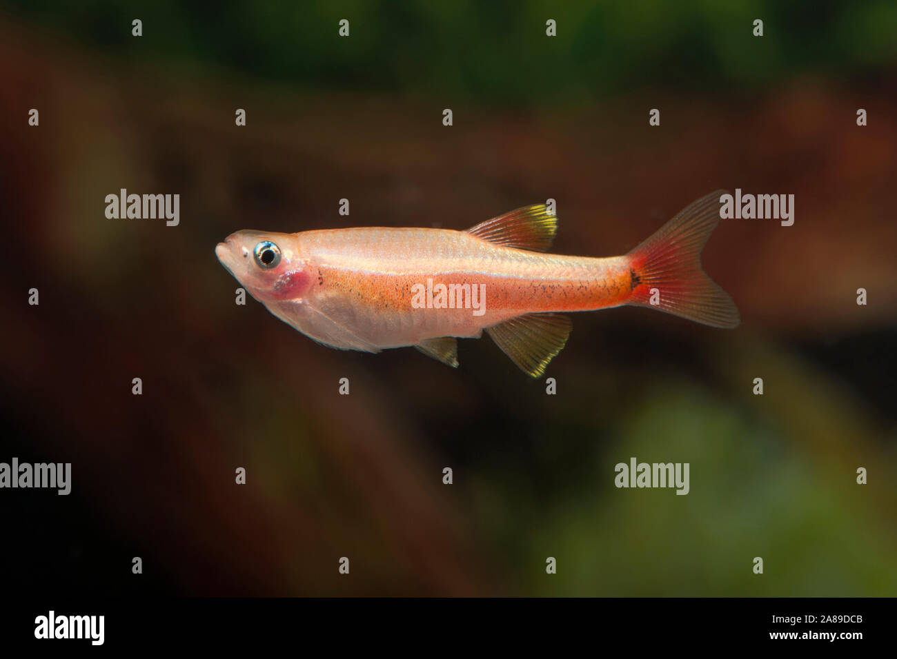 Tanichthys albonubes,super Kardinalfisch,Nuage Blanc Mountain Minnow Banque D'Images