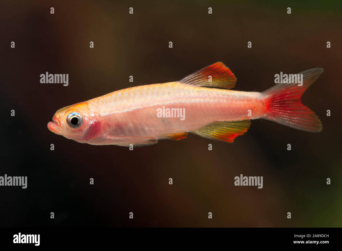 Tanichthys albonubes,super Kardinalfisch,Nuage Blanc Mountain Minnow Banque D'Images