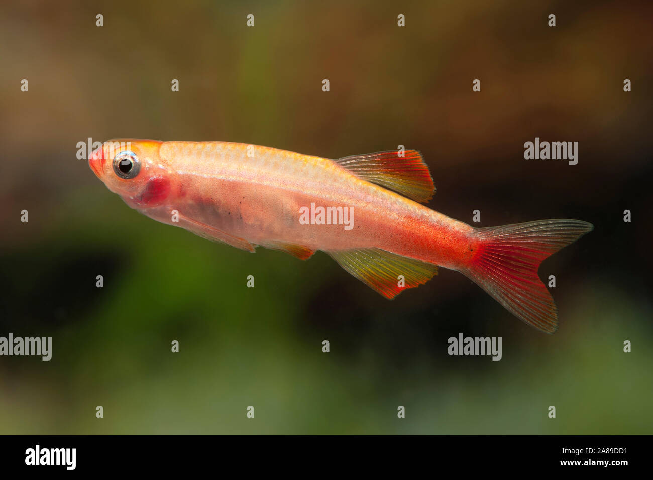 Tanichthys albonubes,super Kardinalfisch,Nuage Blanc Mountain Minnow Banque D'Images
