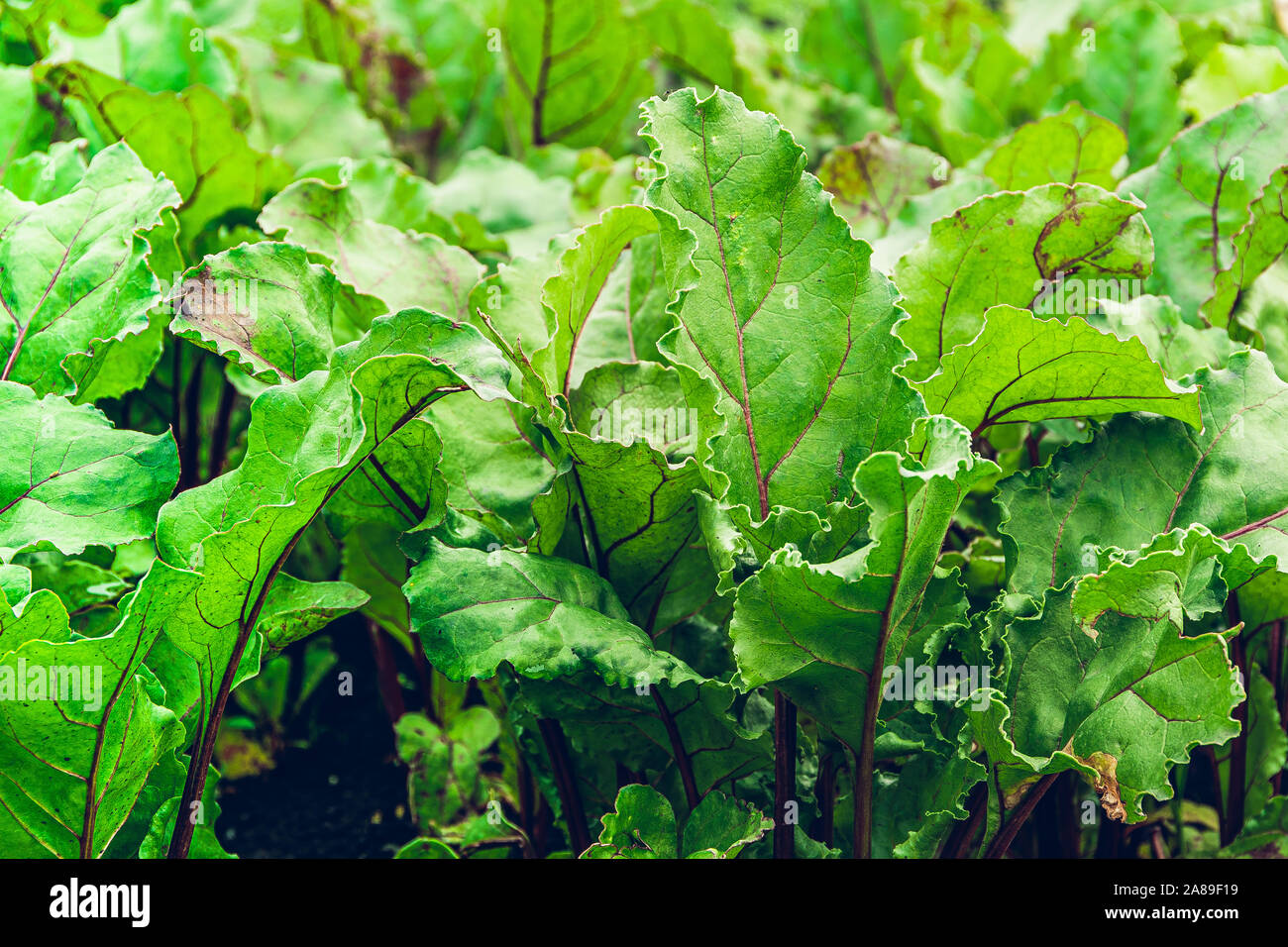 Les feuilles de betterave dans le jardin. Betteraves en croissant pour le jardin alimentation saine, menu végétarien. Banque D'Images