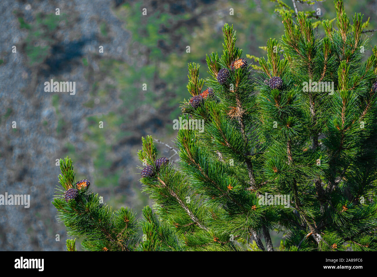 Le livre vert sur les cônes de cèdre. Les plantes et leurs graines de conifères Banque D'Images