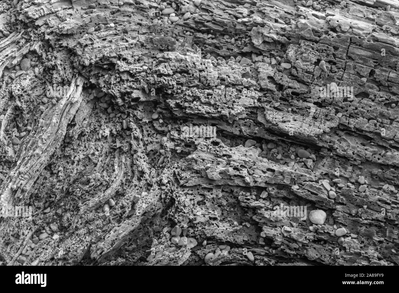 La mort du vieil arbre - détail. Banque D'Images