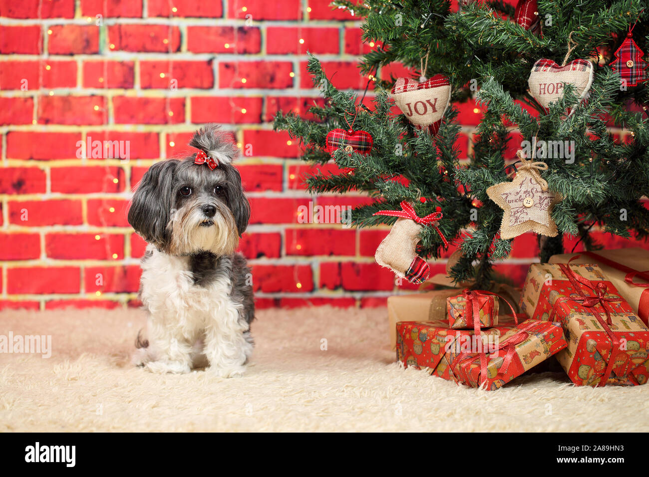 Bichon Havanais chien mignon avec ruban rouge assis sur un tapis près d'un arbre de Noël avec des cadeaux. Briques rouges décoratifs avec arrière-plan Lumières floues Banque D'Images