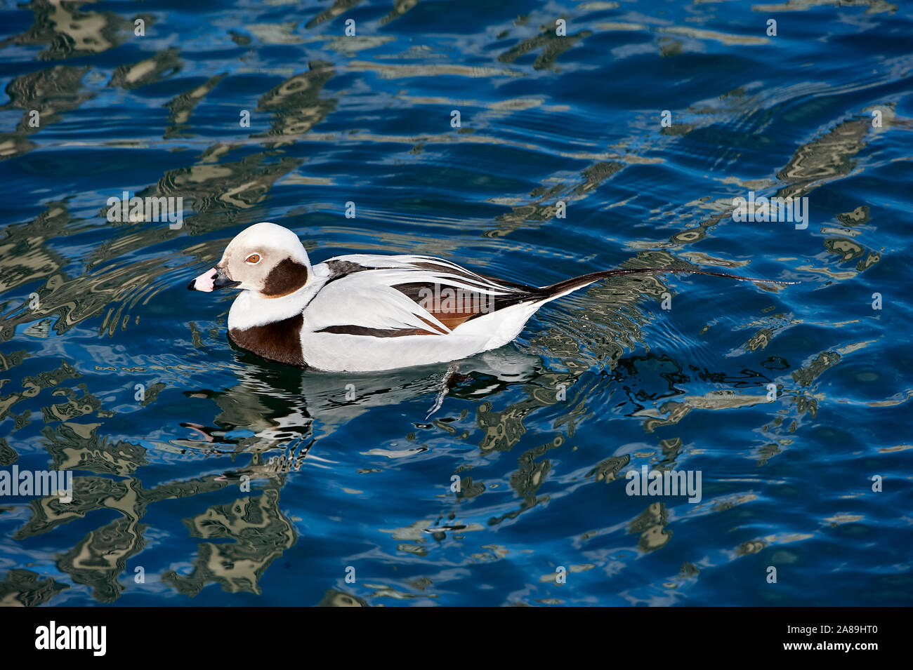 Long-tailed Duck ou Canard kakawi (Clangula hyemalis), le lac Ontario, Toronto, Ontario, Canada Banque D'Images