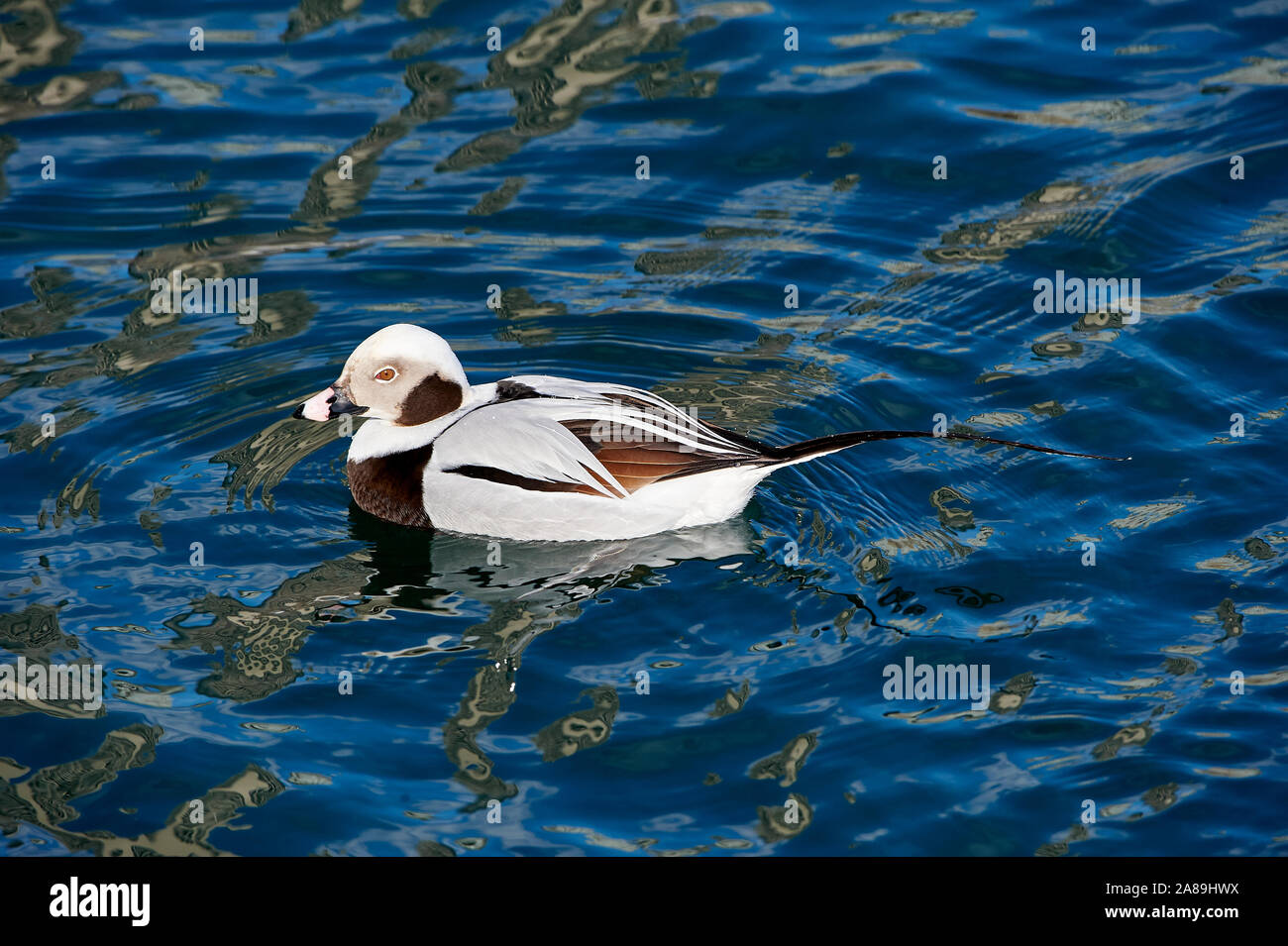 Long-tailed Duck ou Canard kakawi (Clangula hyemalis), le lac Ontario, Toronto, Ontario, Canada Banque D'Images