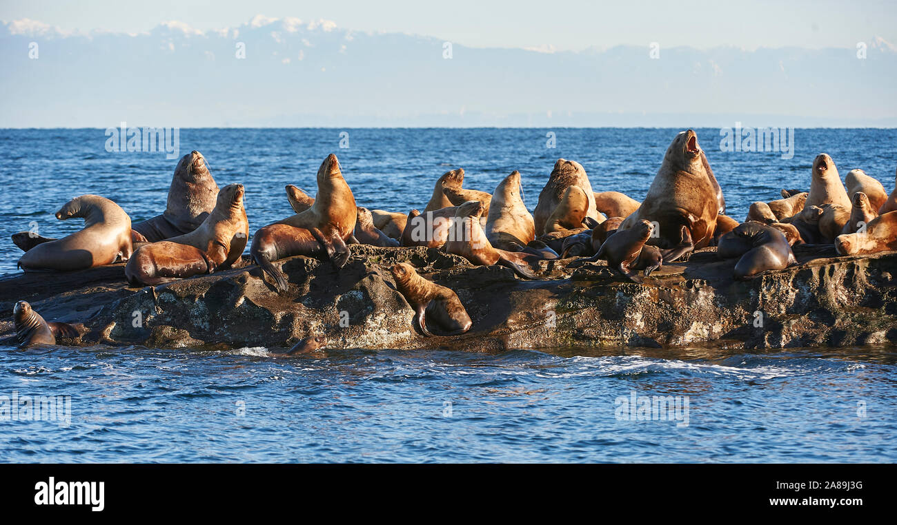 Lion de mer de Steller (Eumetopias jubatus) aussi connu comme le lion de mer du Nord et de mer de Steller sur des rochers près de l'Île Valdes, British Columbia, Canada Banque D'Images