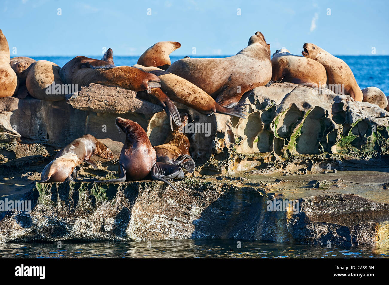 Lion de mer de Steller (Eumetopias jubatus) aussi connu comme le lion de mer du Nord et de mer de Steller sur des rochers près de l'Île Valdes, British Columbia, Canada Banque D'Images