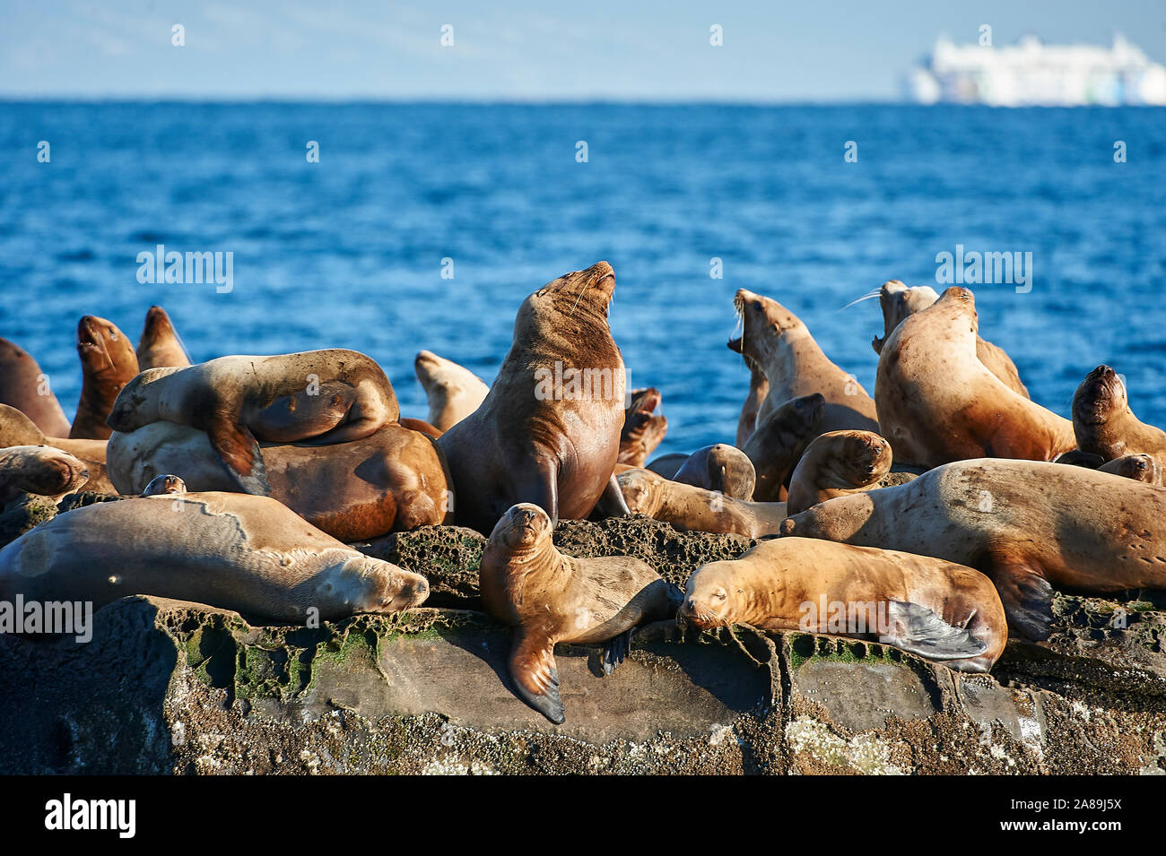 Lion de mer de Steller (Eumetopias jubatus) aussi connu comme le lion de mer du Nord et de mer de Steller sur des rochers près de l'Île Valdes, British Columbia, Canada Banque D'Images