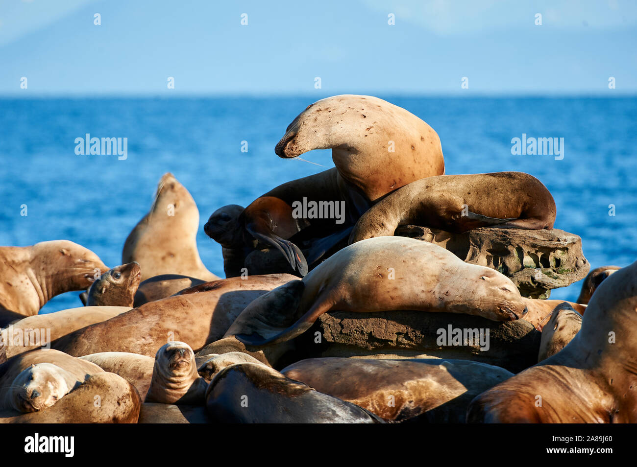 Lion de mer de Steller (Eumetopias jubatus) aussi connu comme le lion de mer du Nord et de mer de Steller sur des rochers près de l'Île Valdes, British Columbia, Canada Banque D'Images