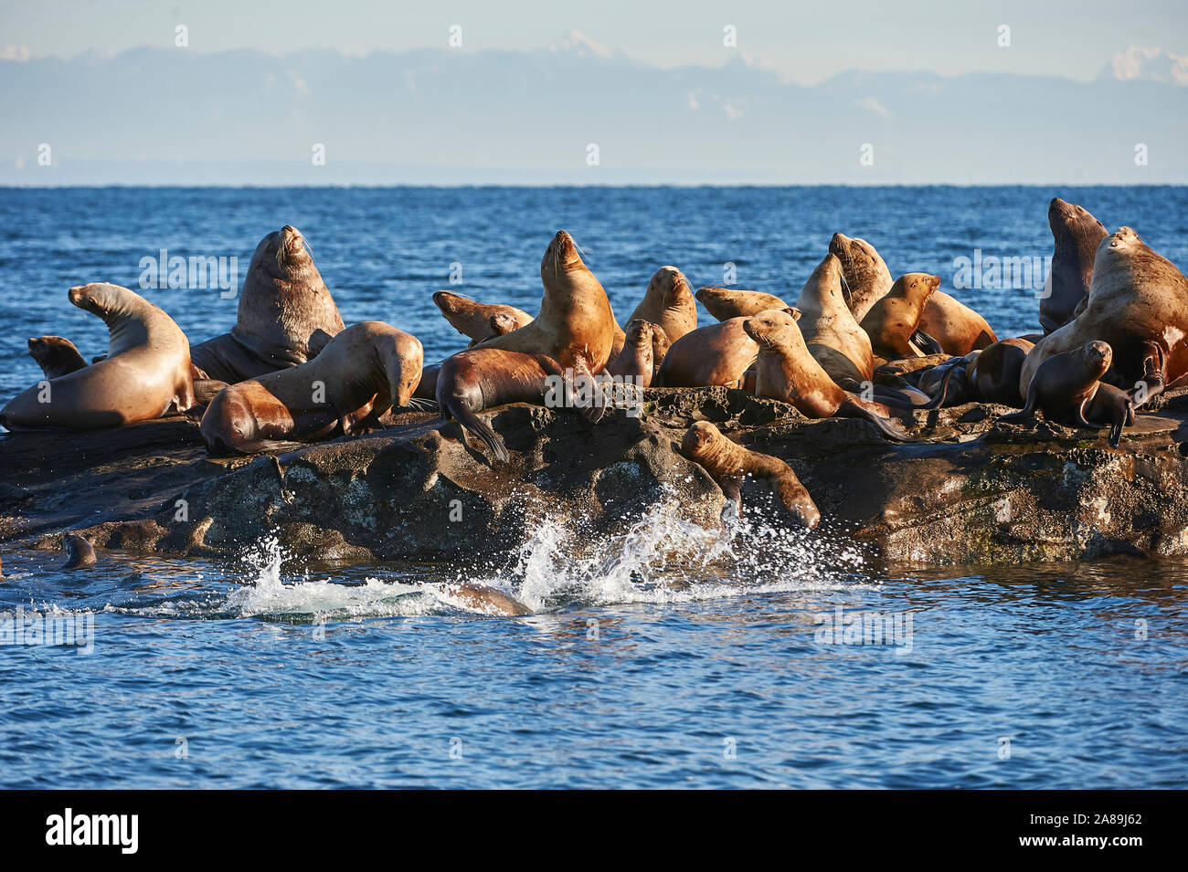 Lion de mer de Steller (Eumetopias jubatus) aussi connu comme le lion de mer du Nord et de mer de Steller sur des rochers près de l'Île Valdes, British Columbia, Canada Banque D'Images