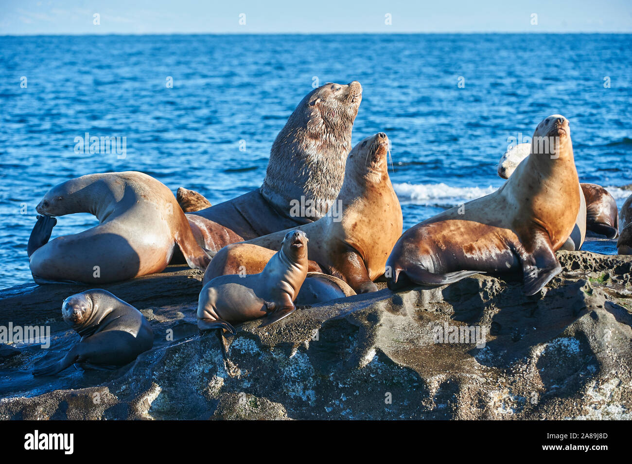 Lion de mer de Steller (Eumetopias jubatus) aussi connu comme le lion de mer du Nord et de mer de Steller sur des rochers près de l'Île Valdes, British Columbia, Canada Banque D'Images