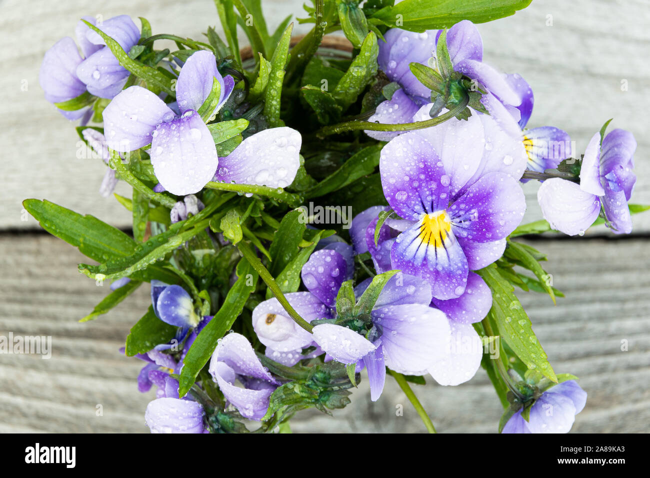 Bouquet de violettes violet sur table en bois. Anciennes cartes avec des fleurs de jardin Banque D'Images
