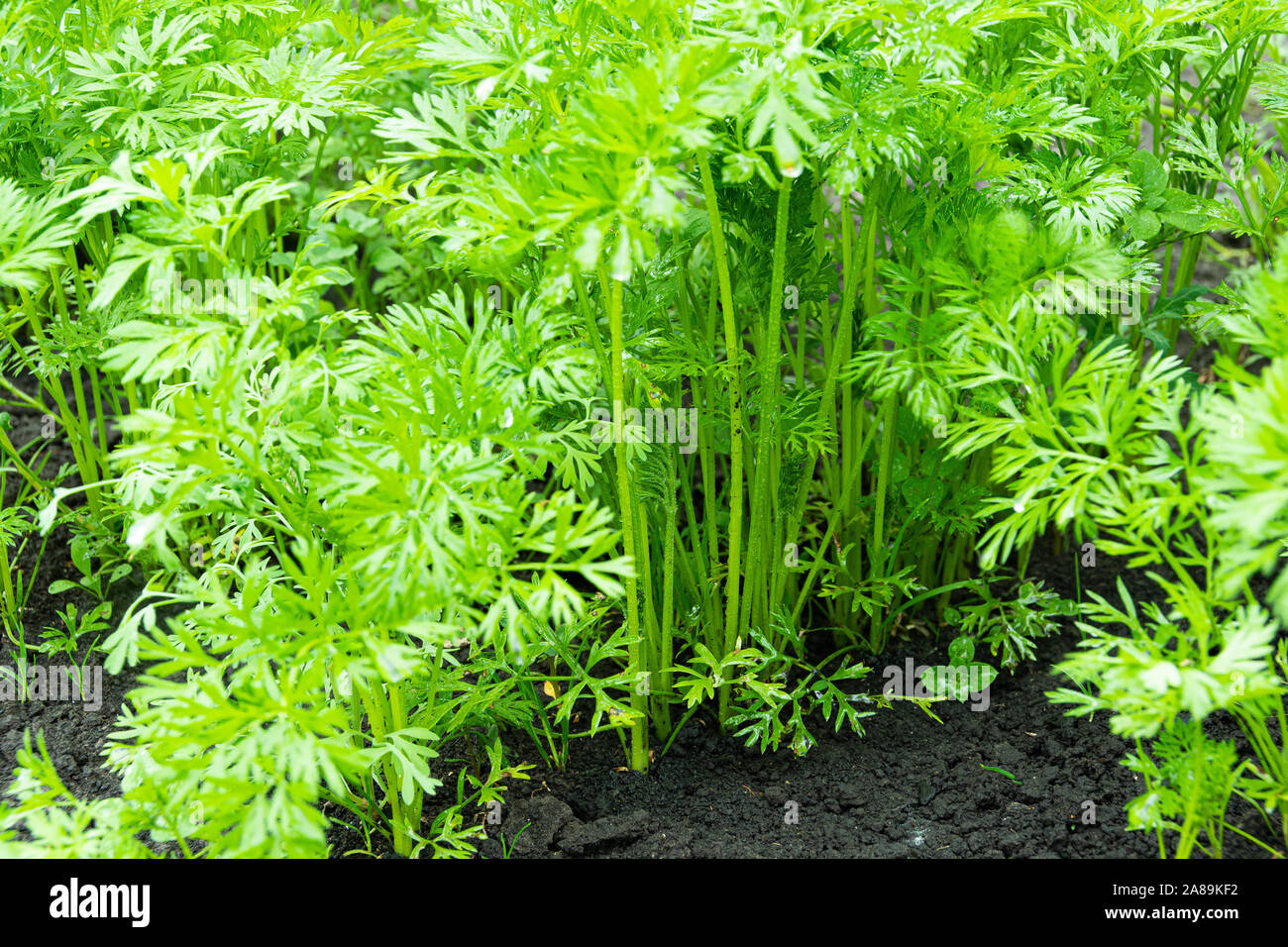 Carotte Vert feuilles poussent dans un lit de jardin Banque D'Images