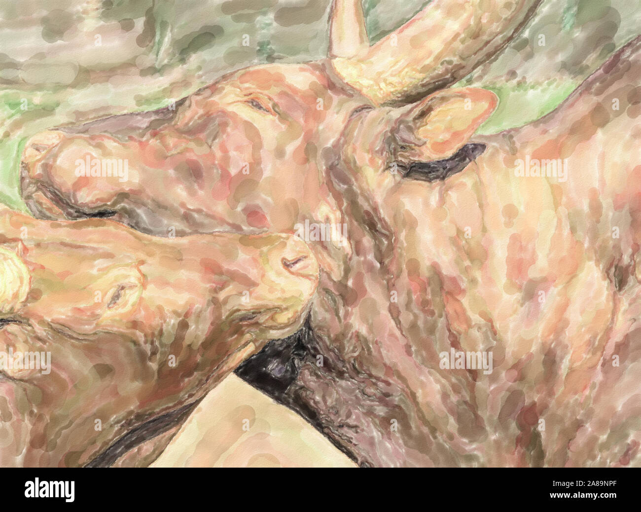 Illustration à l'aquarelle : une vache et Watusi un veau Watusi caresser, nom scientifique Bos taurus, domestiques Banque D'Images
