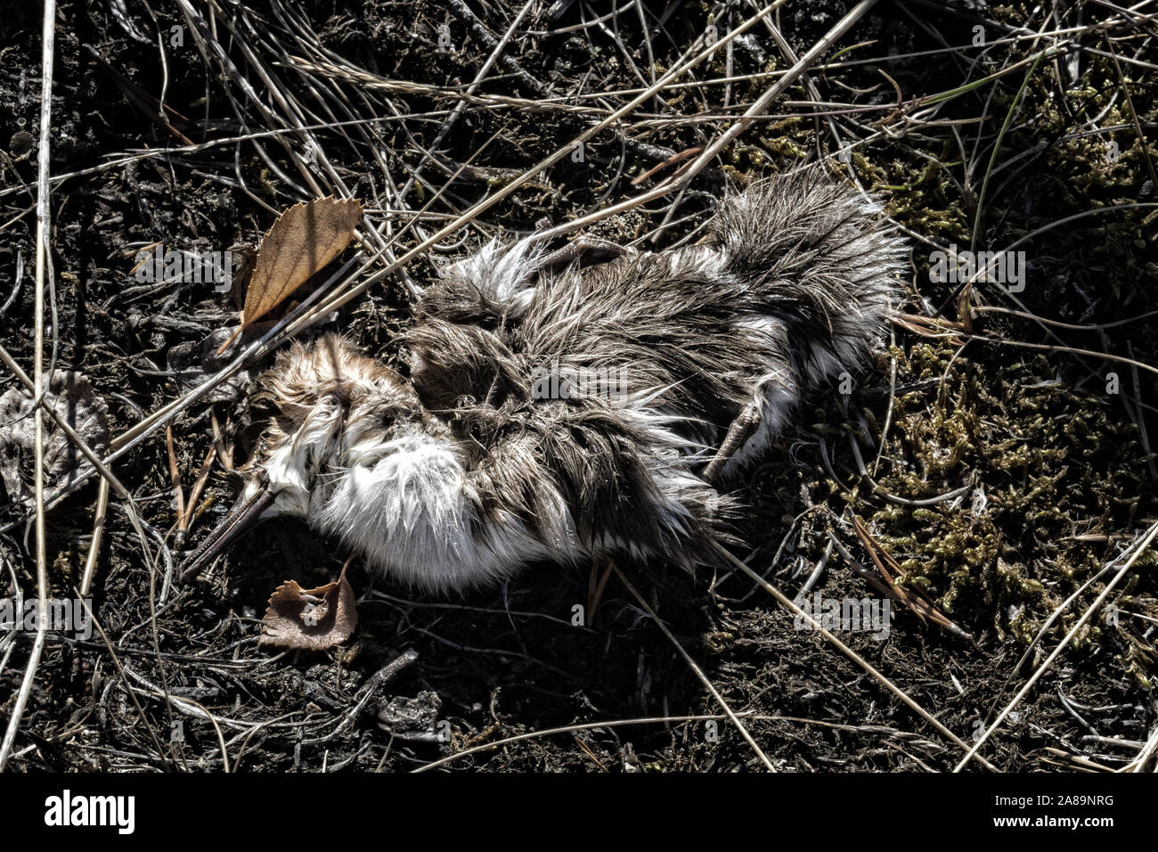 Le petit canard, canards harle birdy perdu. Peut-être que chick est mort à cause de la pollution de l'eau, l'empoisonnement d'animaux Banque D'Images